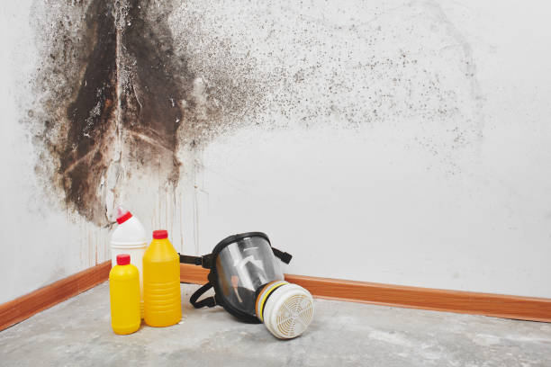 Mold Removal Process in Flagler Beach, FL