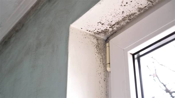 Best Crawl Space Mold Removal  in Agler Beach, FL