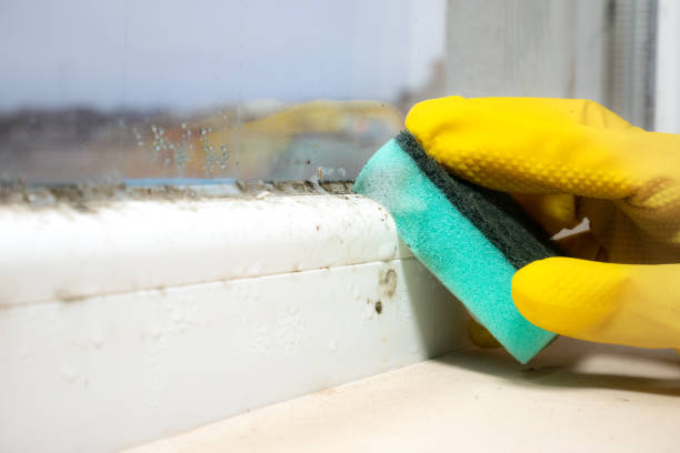 Best Home Mold Removal  in Agler Beach, FL