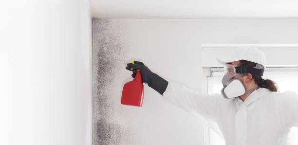 Best Mold Removal Process  in Agler Beach, FL