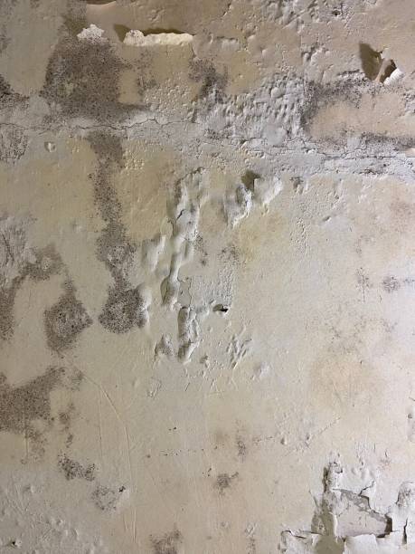 Best Certified Mold Removal  in Agler Beach, FL