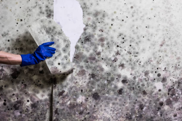 Best Mold Damage Repair  in Agler Beach, FL