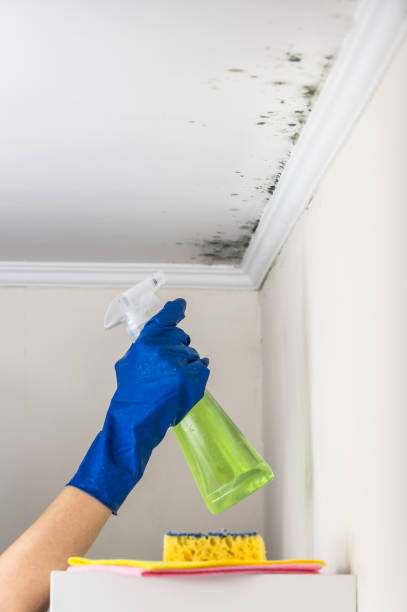 Crawl Space Mold Removal in Flagler Beach, FL